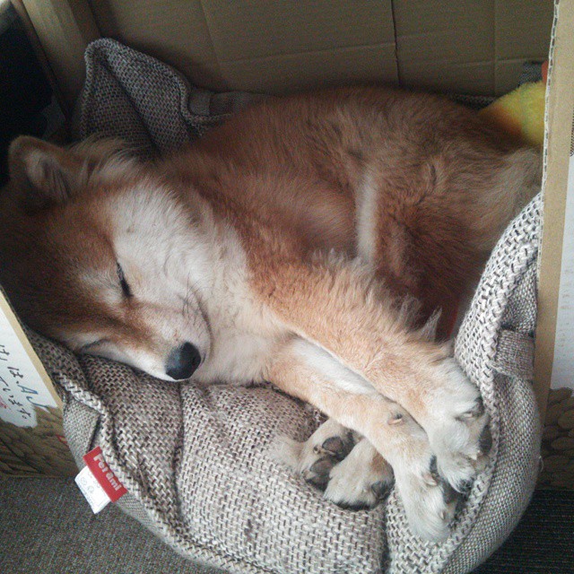 爱游戏体育下载-德甲球队采用语义视频分析辅助守门员站位调整研究，守门员替补